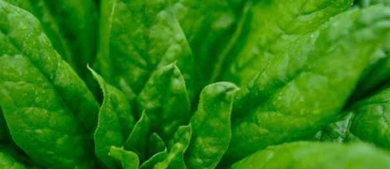 תרד – Spinacia oleracea