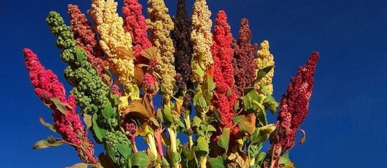 קינואה – Chenopodium quinoa