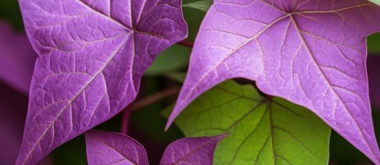 ההשפעה של Ipomoea batatas על סכרתיים