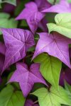 Sweet Potato Vine (Ipomoea batatas)_