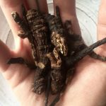 The Benefits of Osha Root & How To Prepare Your Own Recipe - The Alchemist's Kitchen