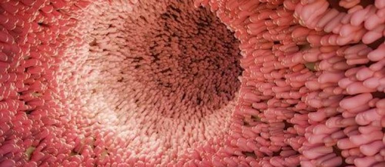 חיידקי המעי והקשר לסכרת סוג 1