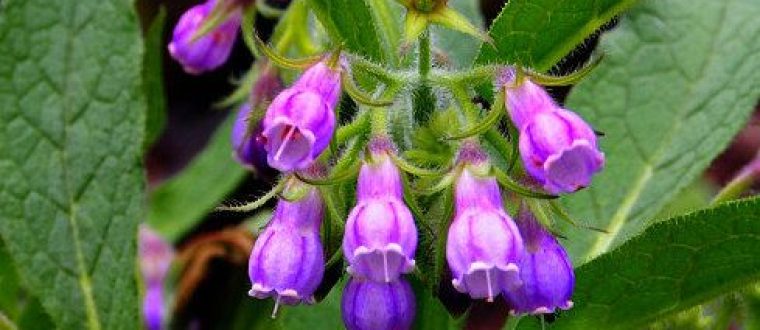 צמחי מרפא לסבוריאה