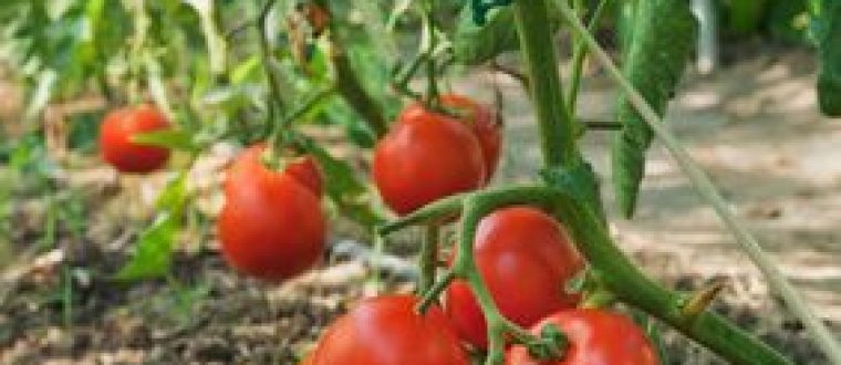 עגבניה צמח מרפא- Solanum lycopersicum