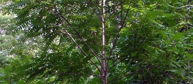 אילנתה – Ailanthus altissima