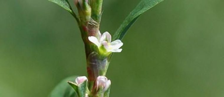 ארכובית צרת עלים – Polygonum aviculare