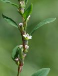 Tungras (Polygonum aviculare)