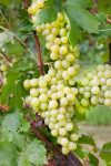 Vitis vinifera 'Unio' – Weinrebe, grüne Trauben, Blütezeit Mai–Juni, ideal für Weinbau und Pergolen