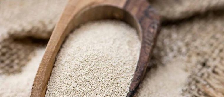 שמרי בירה כמגינים על הלב