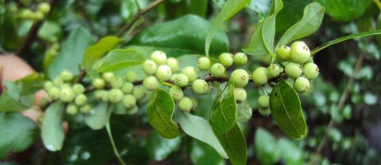 גוגול – Commiphora mukul