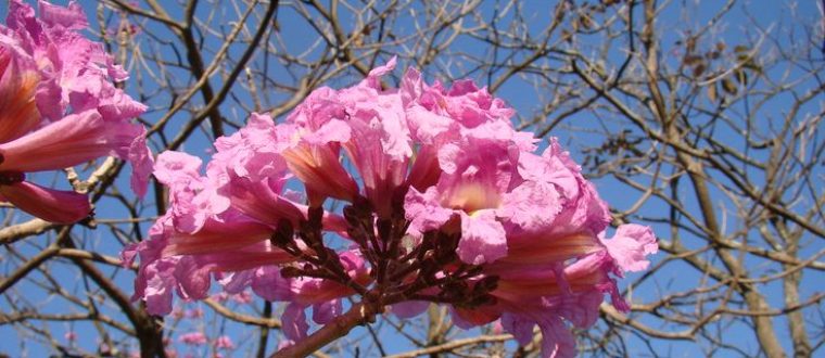 צמחי מרפא לטיפול ברוזצאה