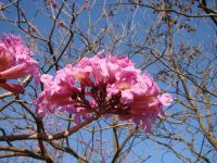 Ypê-roxo-bola, _Tabebuia impetiginosa_ Lapacho, pink Brazilian Walnut