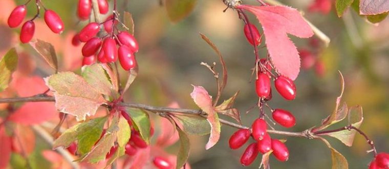 ברבריס – Berberis vulgaris