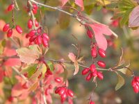 Zuurbes (Berberis vulgaris)