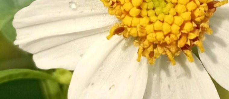 דושן – .Bidens spp