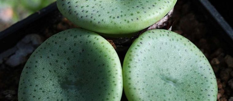 אנדופיטים בצמחים