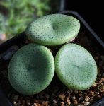 conophytum wettsteinii ssp CR1427 Vaalhuevlei  (1)