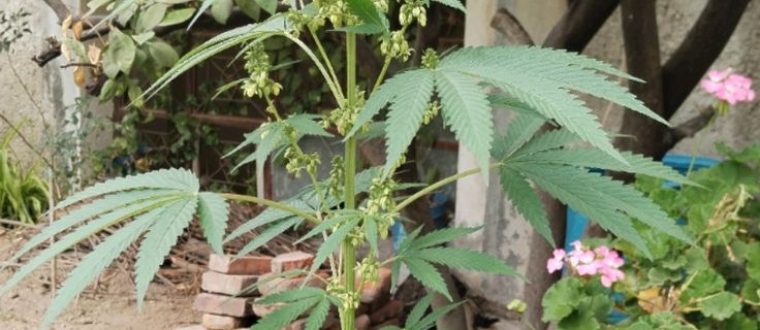 Cannabis sativa- קנאביס