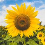 df1b8793-fe57-4973-8f4c-1ffe0052aeea