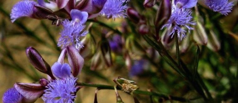 פוליגלה – Yuan zhi