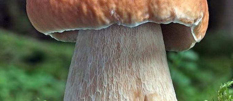 גושית נאכלת – Boletus edulis