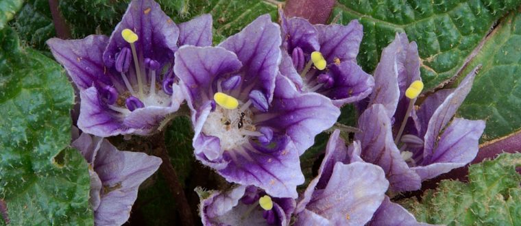 דודא רפואי – Mandragora officinarum