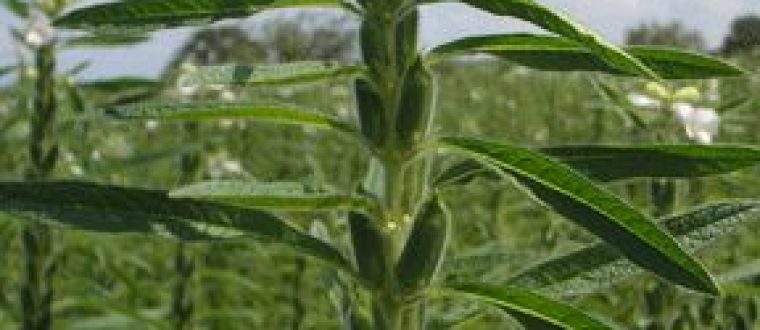 שומשום – Sesamum indicum, Pedaliaceae
