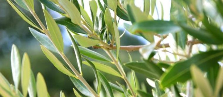 עלי זית – Olive leaf