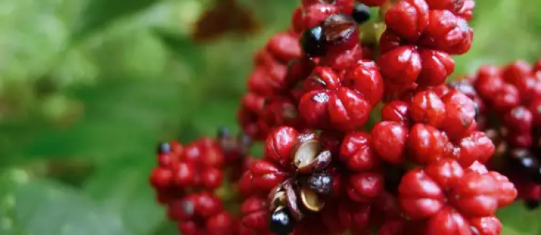 אפקט אנטי דלקתי של אבודיה