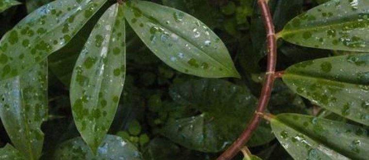 בעיות מעיים כרוניות – Chronic gut problems