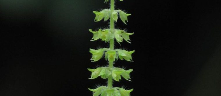 צמחי מרפא לסכרת