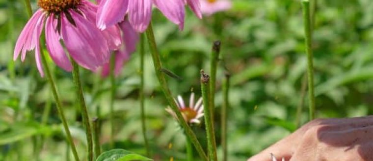 מקורות לצמחים אנטי-אוקסידנטים ממקור אורגני