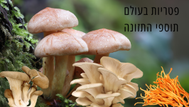 פטריות כתוספי תזונה.pdf