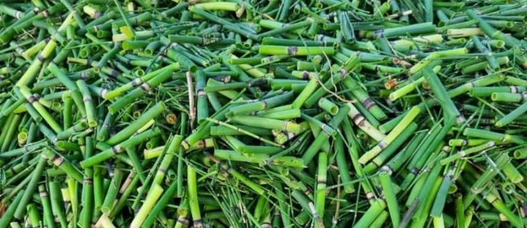 שבטבט חורפי