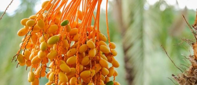 תמר מצוי- Phoenix dactylifera