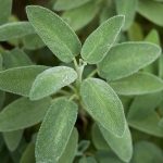 🌿 Salvia officinalis_ House Plant for Health & Sage Aesthetic 🌱